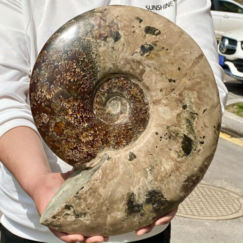 23,01 lb conque couleur naturelle spécimens ammonites de Madagascar - Photo 1/12