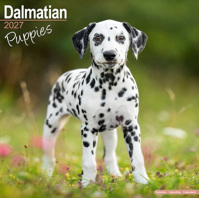 Dalmatian Puppies Avonside Publishing - Image 2