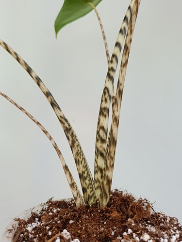 Alocasia 'Zebrina' - Picture 6 of 6