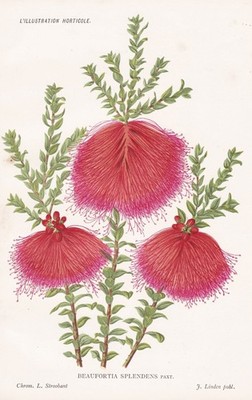 Callistemon citrinus Australia Australien Melaleuca botany litho Pannemaeker