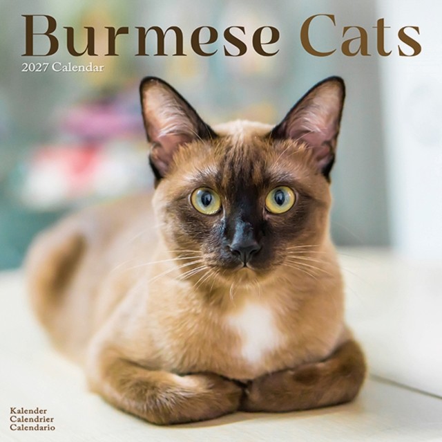 Burmese Cats Calendar 2027, Wall Calendars, Month To View, Cats, Gift - Image 2