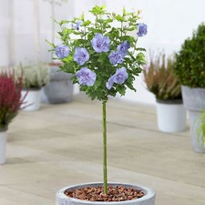 Hibiscus Blue Chiffon Tree Potted Ornamental Patio Trees for Small Gardens