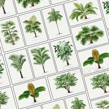 Botanical Palm Tree Leaf Fern Plant Picture Poster Print | A5 A4 A3 A2 A1 |