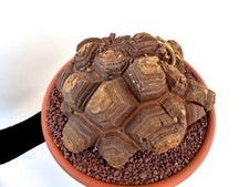 Dioscorea elephantipes - Elephant's foot | Turtle back plant