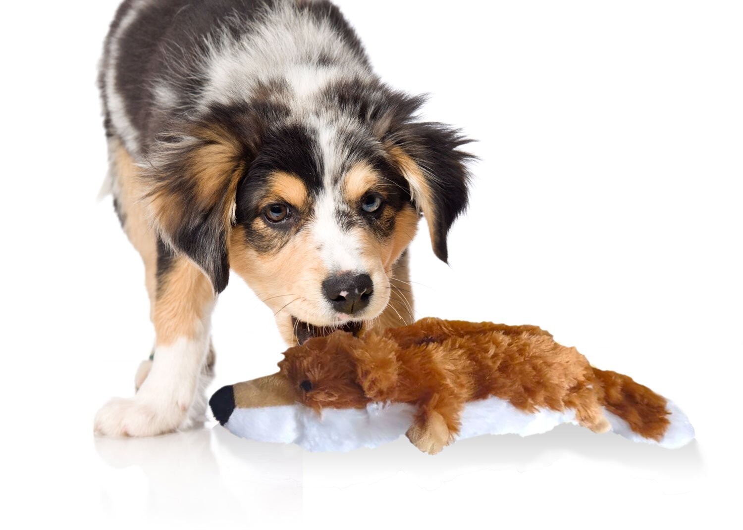 pet toys for dogs