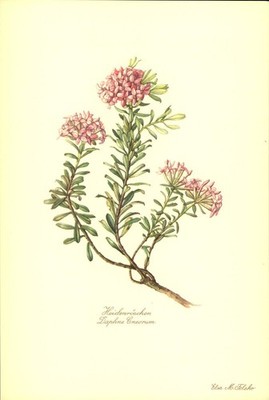 Heidenröschen (Daphne Cneorum). Kunstdruck nach Aquarell von Elsa M. Felsko.