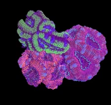 WYSIWYG 3-Pack Acan Coral Live Coral for Reef Saltwater Aquarium