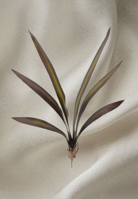 Cymbidium Orchid Leaf x 6 leaves with roots - 25'' tall (BR/SG)