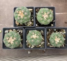 5 szt. Rzadka roślina kaktusów Coryphantha elephantidens WYSIWYG Boczny pąk Samoukorzeniony