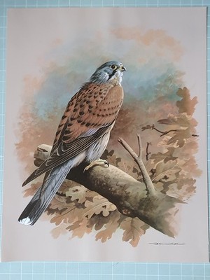 BEAUTIFUL BASIL EDE BIRD PRINT - THE KESTREL