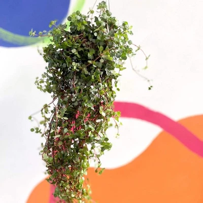 SPROUTS OF BRISTOL Pilea glaucophylla 'Greyzy' - Silver Sparkle Plant