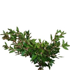 Fresh Bay Leaves + Stem ~No Additive/ Chemicals~ Ideal For Cooking & Decoration 