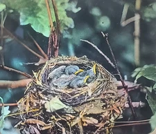 Indigo Bunting's Bird Nest And Young, c1940 Magic Lantern Glass Slide