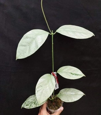 Real Pict Hoya Coriacea Silverr Rare Plant