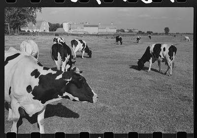 Fond du Lac County Wisconsin 1941 Dairy Farm Cattle Pasture Holstein Cows