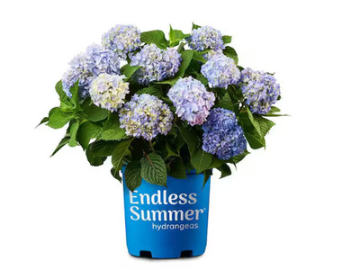 The Original Reblooming Flowering Shrub with Pink or Blue Flower 1 Gal.
