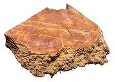 MADRONE BURL BLANK TURNING CRAFTING  WOODWORKING APPROX 16x16x2.5 IN