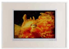 427089 Giant Pacific Octopus Eye Watercolour Picture Frame