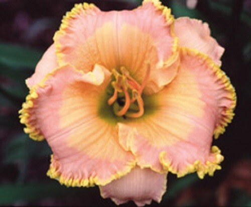 MANDARIN SEAS Daylilies 1 fan Return and multiply yearly World's Finest - Picture 1 of 1