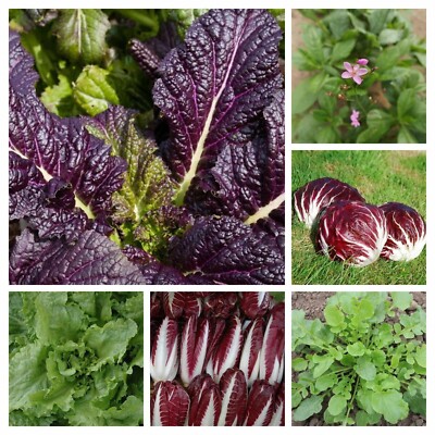 Saatgutmischung exotischer Salatpflanzen aus aller Welt - 250+ Samen L 228