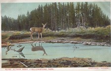 RARE, 1910-13, HAYNES YELLOWSTONE PARK POSTCARD 3RD 100 SERIES TYPE C, #162