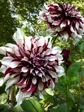 1 - TARTAN Giant Dinnerplate Dahlia Bulb Tuber Clump  * PERENNIAL * U S Seller
