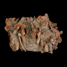 4.3" Thamnopora SP Coral Fossil Coral Reef Devonian Age Verde Valley, Arizona