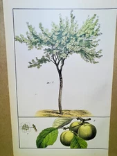 ANTIQUE POSTER QUINCE FLOWER NATURE POSTER PICTURE ILLUSTRATION 1882 BOTANY P...