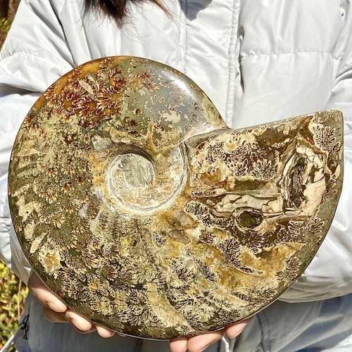 Conchiglia di lumaca di mare naturale 4,29 libbre decorazione spiaggia regalo - Foto 11 di 12