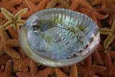 Green Abalone Sea Shell One Side Polished Beach Craft 3" - 4" (1 pc) #JC-015