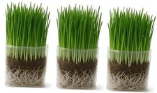 Cat Grass Grow Bag Kit, Organic Cat Grass for Indoor Cats, Cat Grass Seeds,