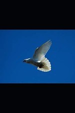 A Miracle of Faith by Charter, Carla