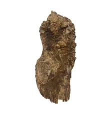 Paela/Chakte Viga Burl Cap/Bowl 23" x 8" x 3" | 12 lbs  #801