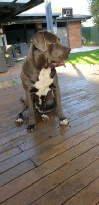 Male Cane Corso For Sale Dogs Puppies Gumtree