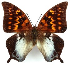 CHARAXES MARKI FEMALE FROM TIMOR ISL. ++VERY RARE++ (repaired)
