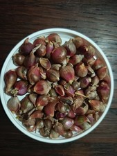 Oignons Rocamboles ( x60 bulbilles)