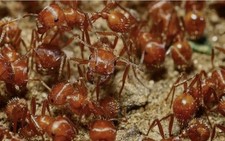 1000 Live Red Harvester Ants - Perfect For Ant Farms Horned Lizard Food