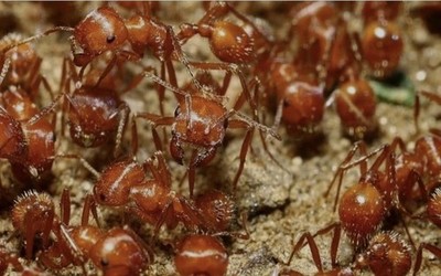 25++ Live Red Harvester Ants - Perfect For Ant Farms  