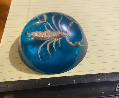 VINTAGE DESKTOP PAPERWEIGHT LARGE SCORPION IN ACRYLIC - LOOK!