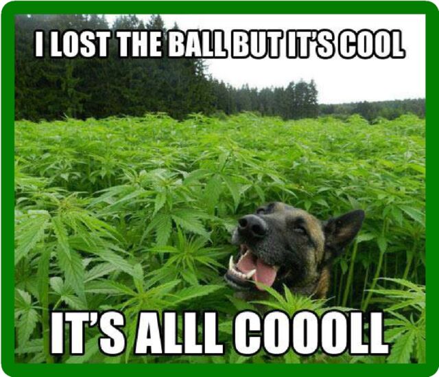 Image result for funny weed pictures
