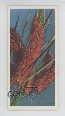 1959 Lyons Tea Australia Tea Grevillea Robusta #30 0f3j
