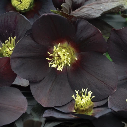 Hellebore New York Night Perennial Rare Lenten Rose