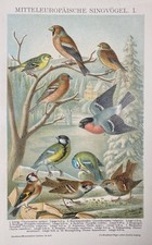 Originalgrafik Fauna: Mitteleuropäische Singvögel I. - Chromolithographie 1900