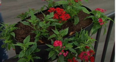 #ad Rail Planter box Home improvement by Viatek Deck Black Plastic Outdoor Solution $29.71