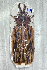 Macrodontia for collectors | large XXL Macrodontia beetles
