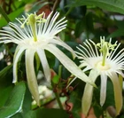 Passiflora capsularis, Passion Flower White Vanilla Cream Passion Fruit 5 Se eds