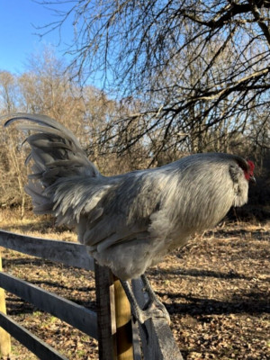 24 NPIP/AI CLEAN RARE Chicken Hatching Eggs VARIETY OF PURE BREEDS A++++