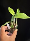 DO  - Sl. Tiny Rubies x Lc. Rojo,  Orchid, complact, nice red clusters — photo 3