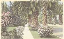 A Palm Sheltered Avenue of Homes in California  Linen Postcard
