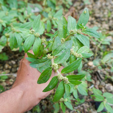 Organic Euphorbia Hirta 400g Dried Asthma Plant Herb Wildcrafted for Herbal Tea